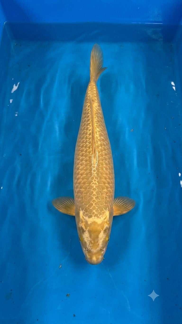 Chagoi ogon koi 50 cm, Dieren en Toebehoren, Vissen | Vijvervissen