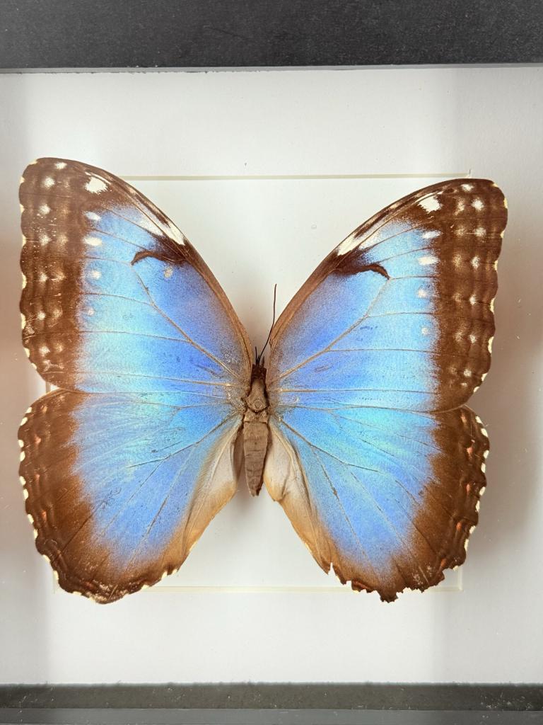 Blauwe morpho in lijst, Verzamelen, Ophalen of Verzenden, Nieuw, Vogel, Opgezet dier