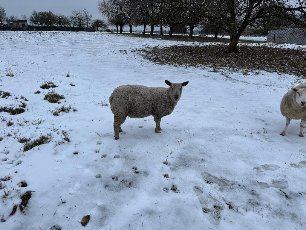 Brebis charolaise avec son agneau à vendre, Femelle, Mouton, 3 à 5 ans