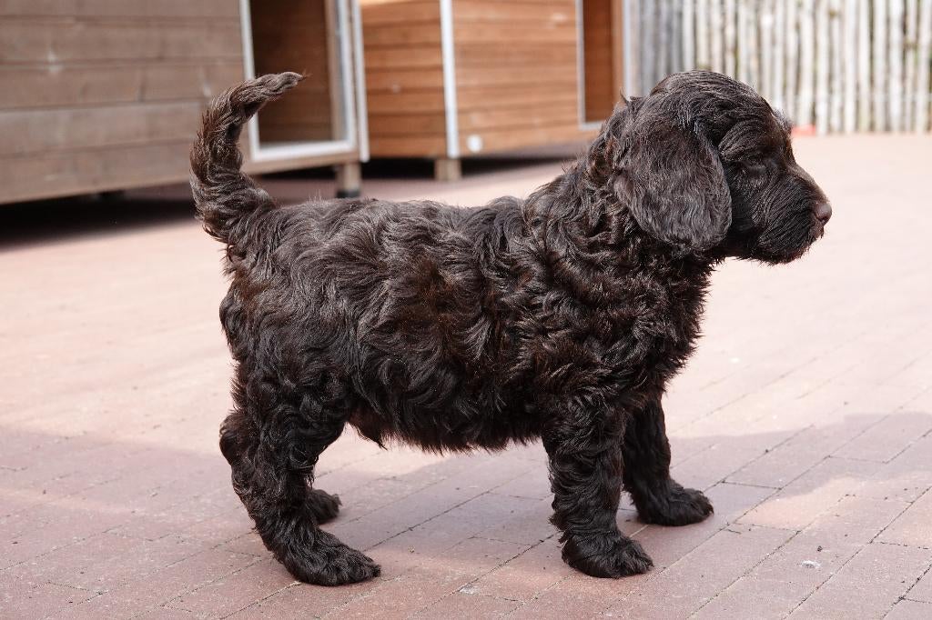 Magnifique mini chiot Labradoodle avec pedigree, Animaux & Accessoires, Chien (mâle), Autres races, Belgique, Plusieurs