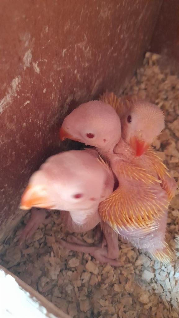 Jonge halsband parkietjes( nog 1 beschikbaar), Dieren en Toebehoren