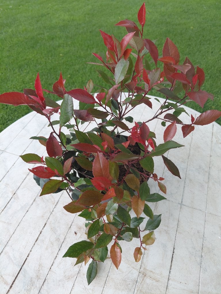 Photinia Little Red Robin, Ophalen, Halfschaduw