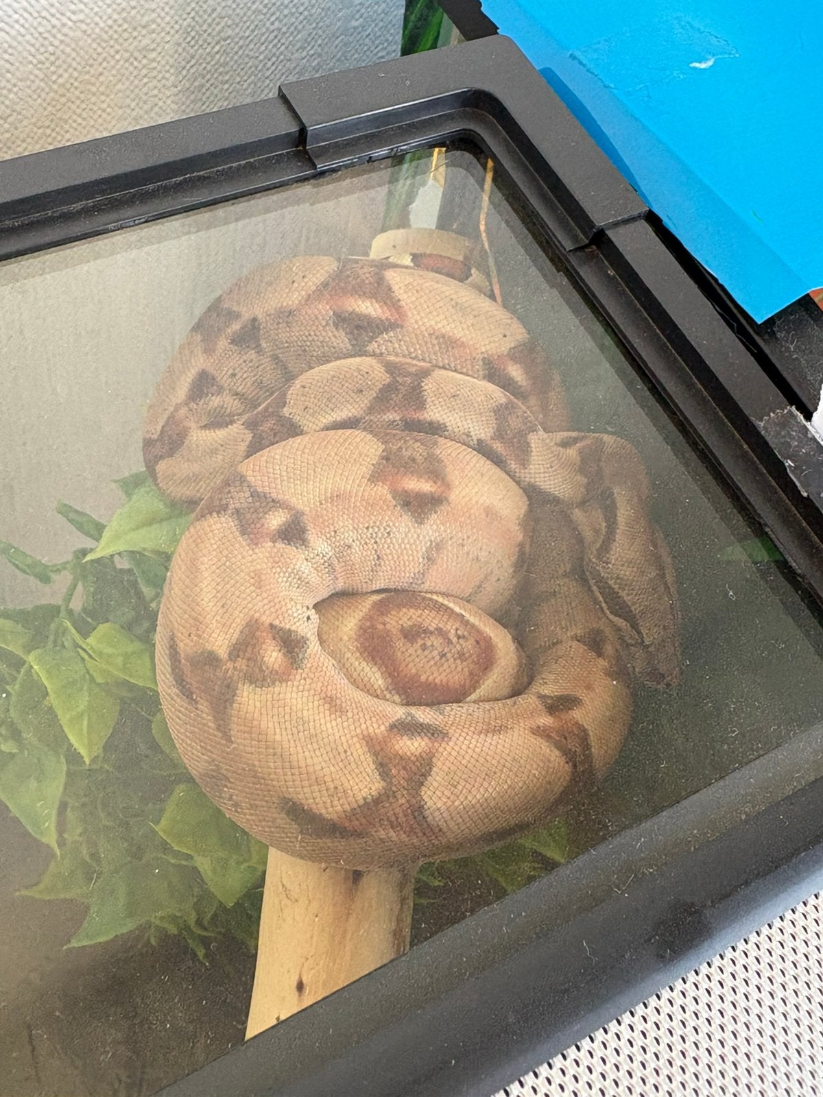 Boa Constrictor het hypo 100.albino 5 maand oud, Dieren en Toebehoren, Ophalen, Zo goed als nieuw