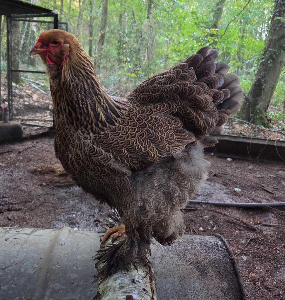 Brahma blauwpatrijs hen, Femelle, Poule ou poulet