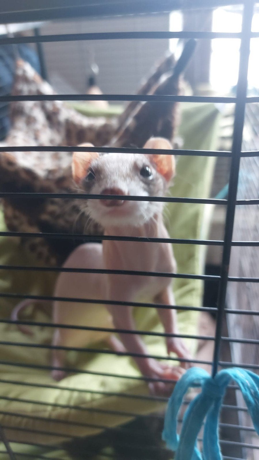 2 oudere fretten, Animaux & Accessoires, Rongeurs, Furet, Domestique, Mai, Femelle
