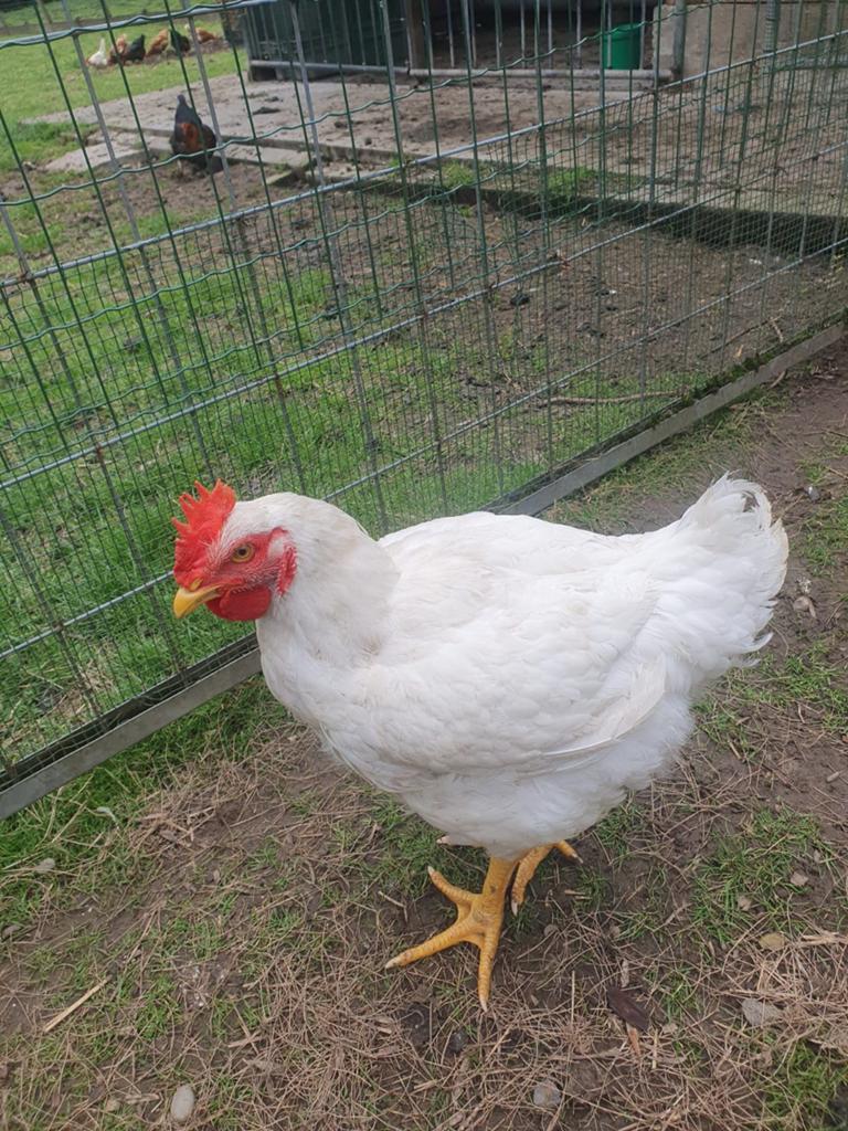 Poulet de chair double poitrine