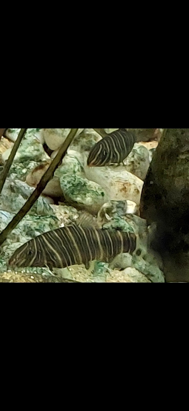 4 volwassen Botia striata, Dieren en Toebehoren, Vis, Zoetwatervis, Schoolvis