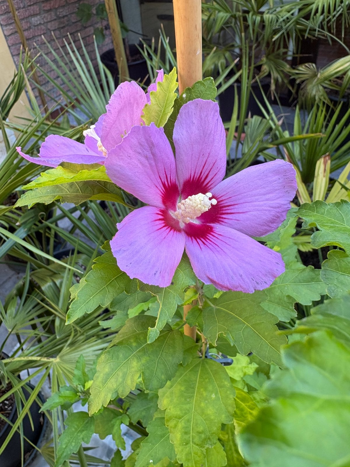 Hybiscus rustique, En pot, Moins de 100 cm, Plein soleil, Autres espèces