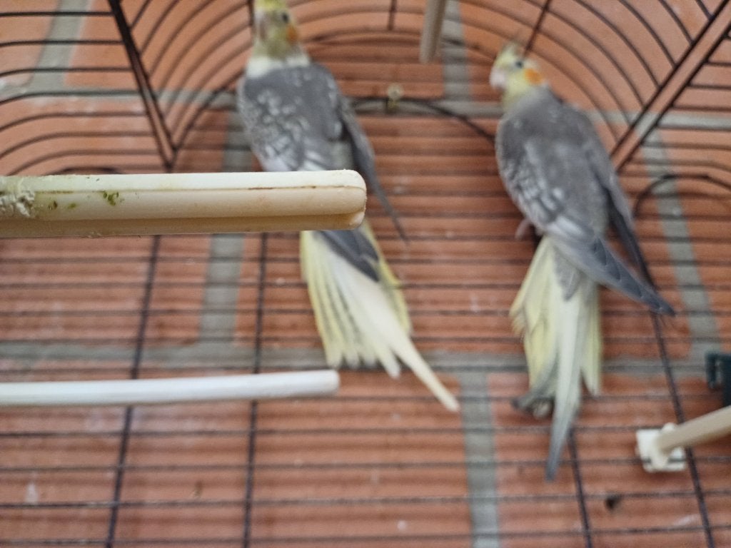 Valkparkieten, Dieren en Toebehoren, Vogels | Parkieten en Papegaaien