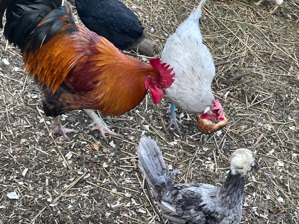 Knappe haan met kleurlegger gen, Animaux & Accessoires, Volatiles, Mâle, Poule ou poulet