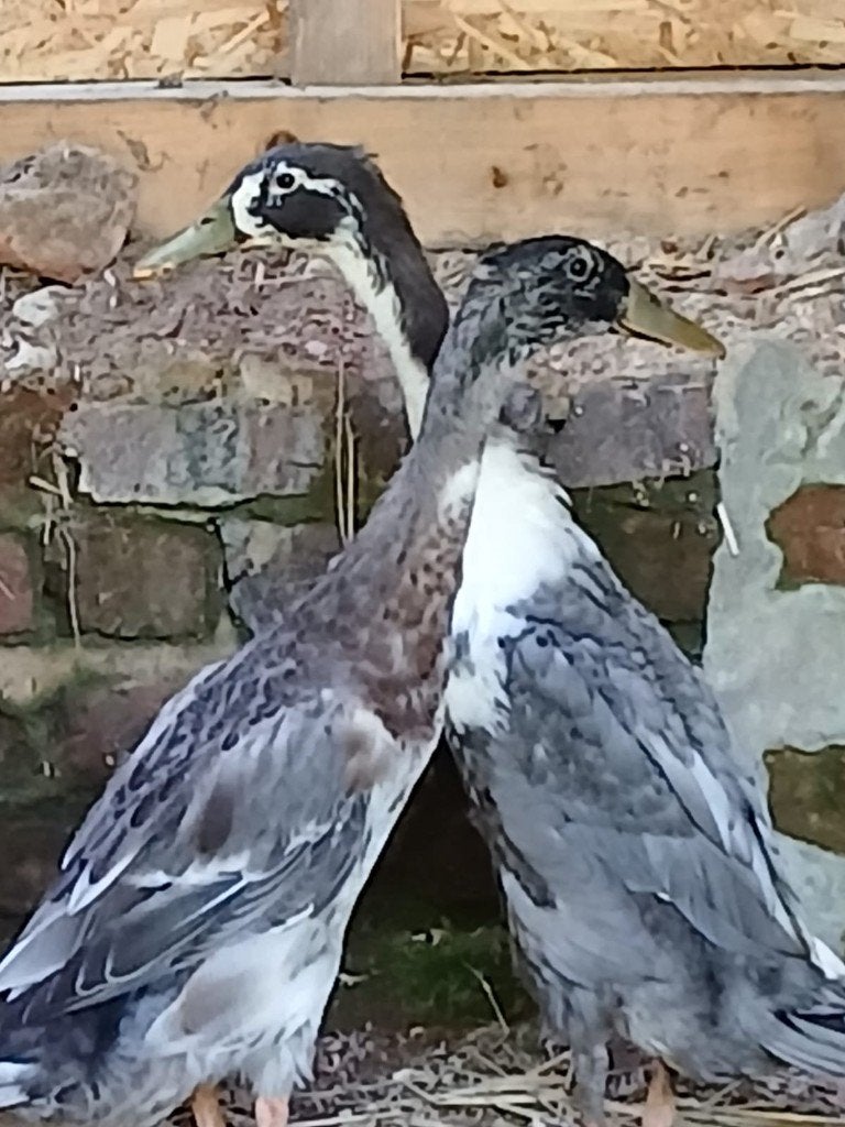 Indische loopeenden, Dieren en Toebehoren, Pluimvee, Mannelijk, Eend
