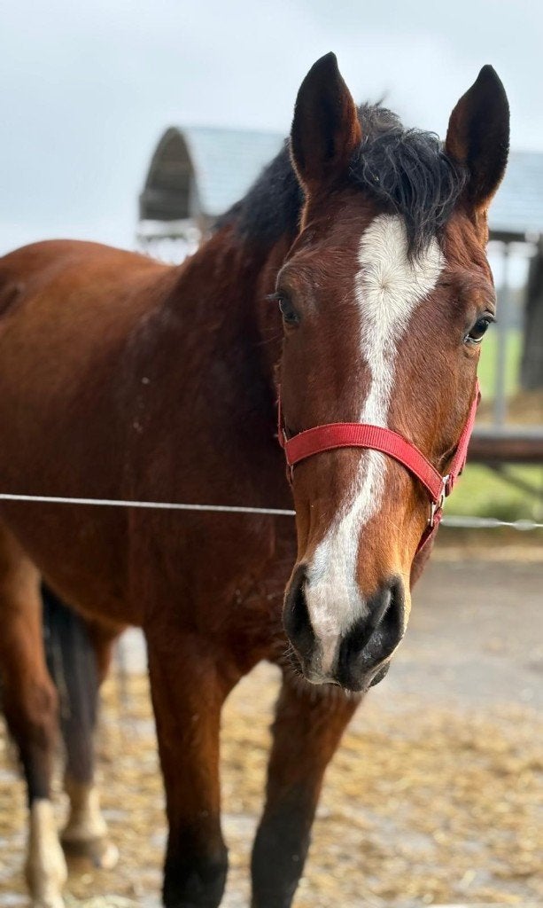 Sportieve, lieve 7 jarige ruin te koop, Dieren en Toebehoren, Springpaard, Met stamboom, Ruin, L