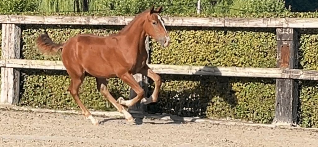 à cheval, Animaux & Accessoires, Avec pedigree, 0 à 2 ans, Cheval de saut, Ne s'applique pas