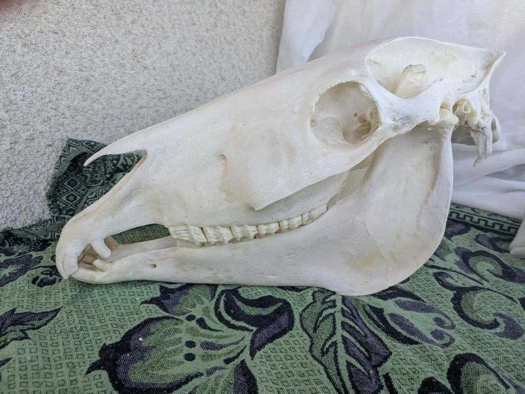 Paardenschedel schedel botten paard anatomie 50 tot 60cm, Verzenden, Paard, Schedel