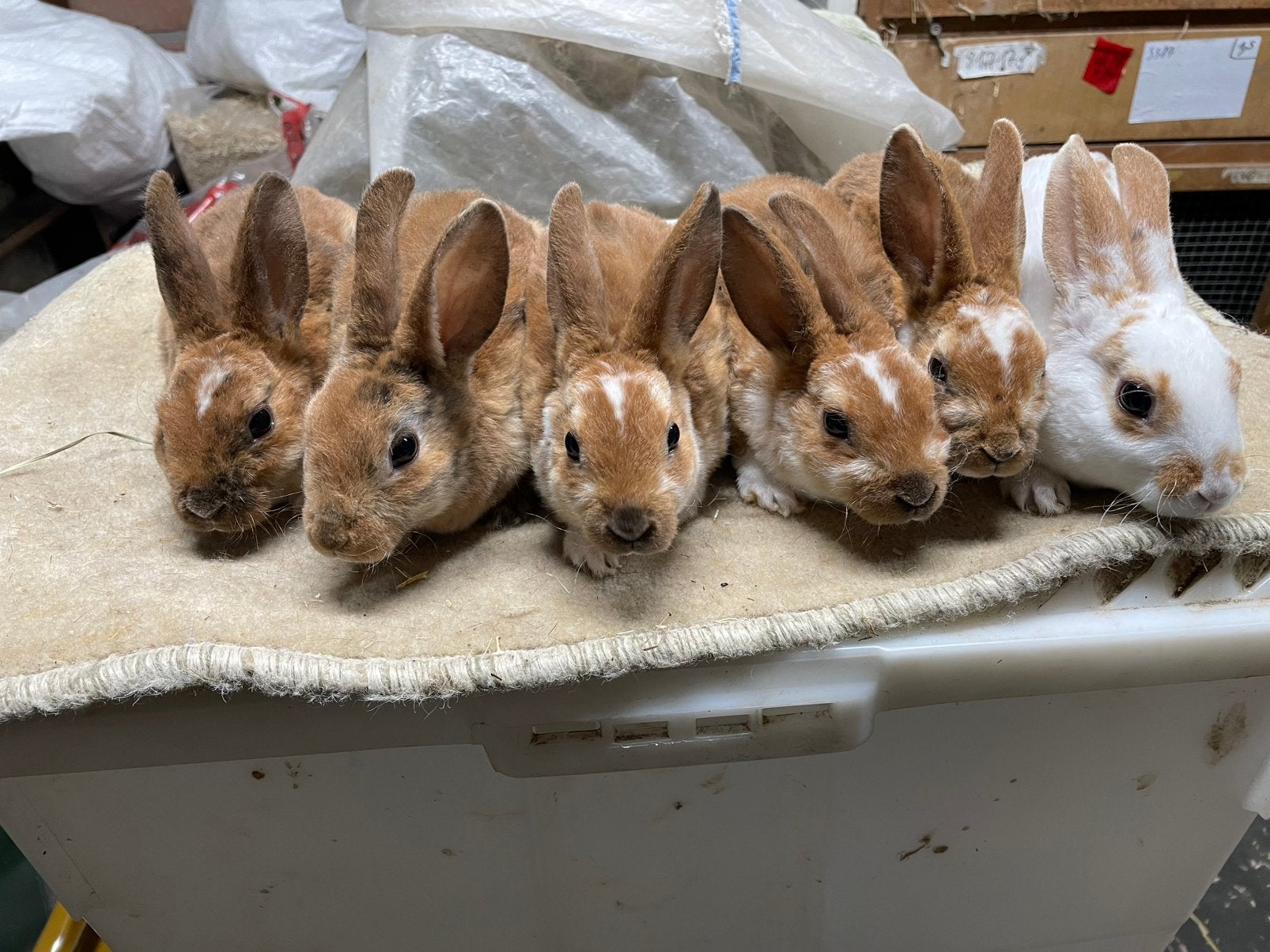Kleine rex de enige in België in deze kleur, Dieren en Toebehoren, Augustus, Meerdere dieren, Overige typen