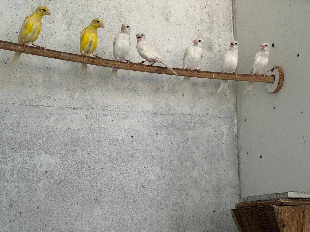 Razas Espanola 2026 (Kanarie), Dieren en Toebehoren, Vogels | Kanaries, Meerdere dieren