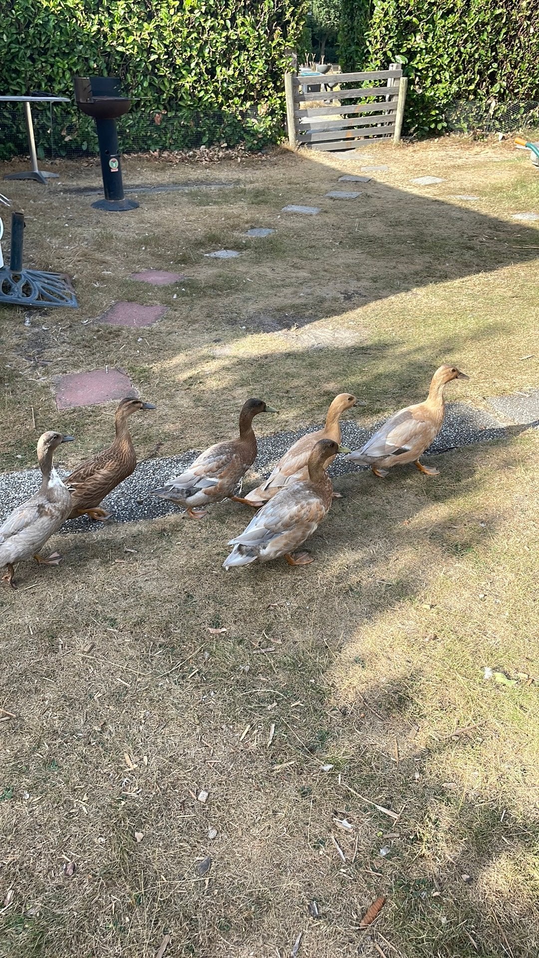 Loop Eendjes 4 maand oud - nog 4 beschikbaar, Dieren en Toebehoren, Meerdere dieren, Eend