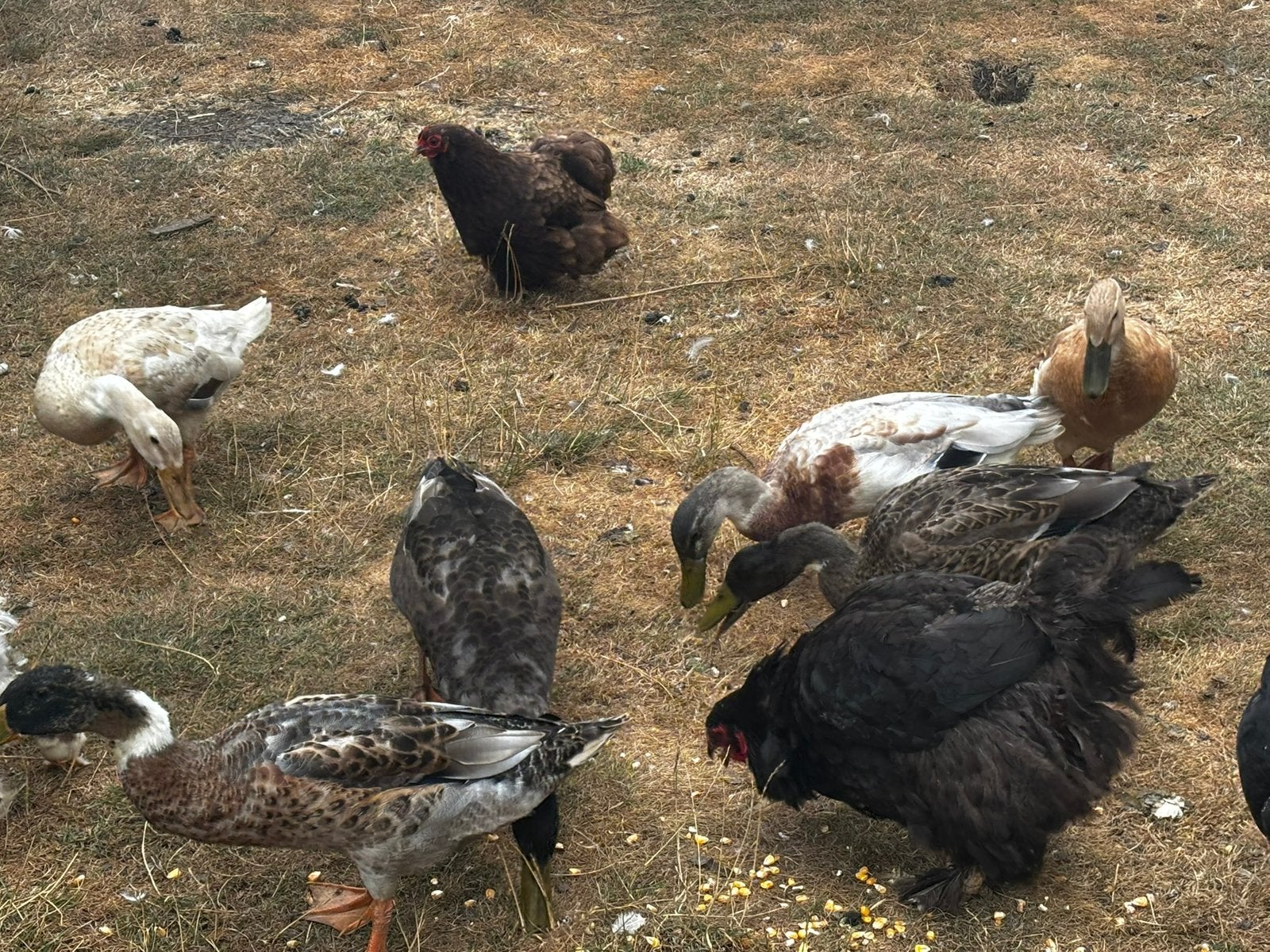 Loopeenden,  6 stuks,van 1 en 2 jaar oud, Dieren en Toebehoren, Pluimvee