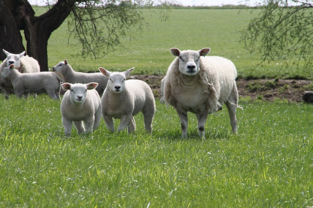 aszuivere Engelse Texelaars – ARR/ARR – Ooien, Rammen, Dieren en Toebehoren, Schapen, Geiten en Varkens, Meerdere dieren, Schaap
