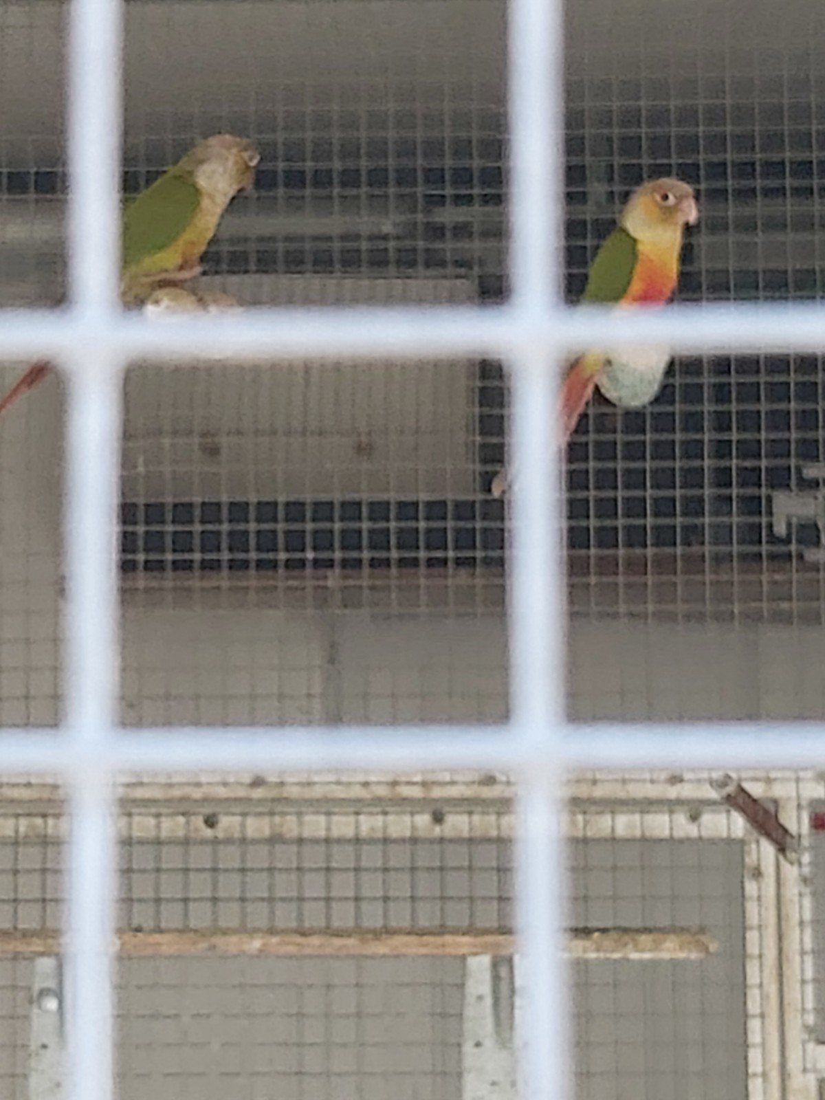 koppel phiura... pop split geel, Dieren en Toebehoren, Vogels | Parkieten en Papegaaien