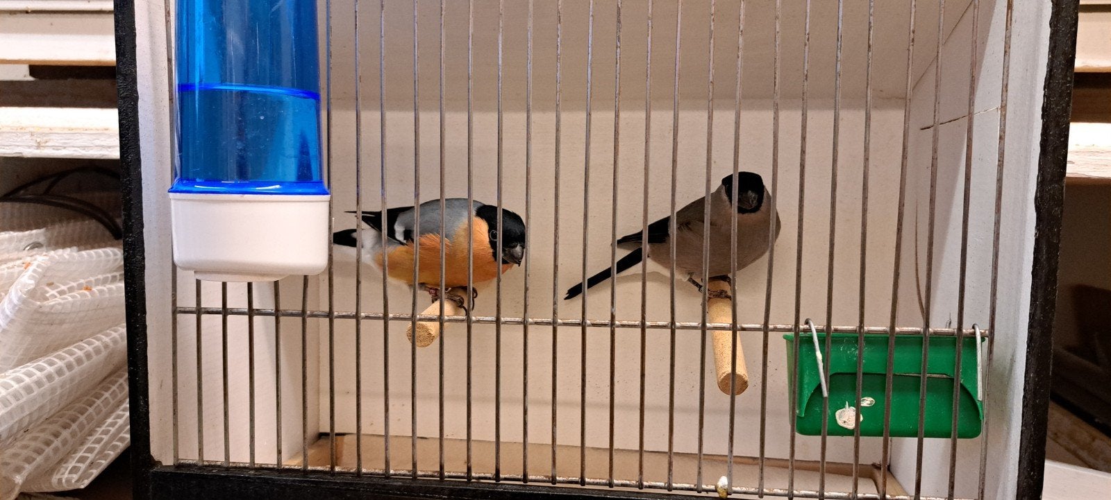 Overjaars koppel gouvinken., Wildzangvogel, Geringd