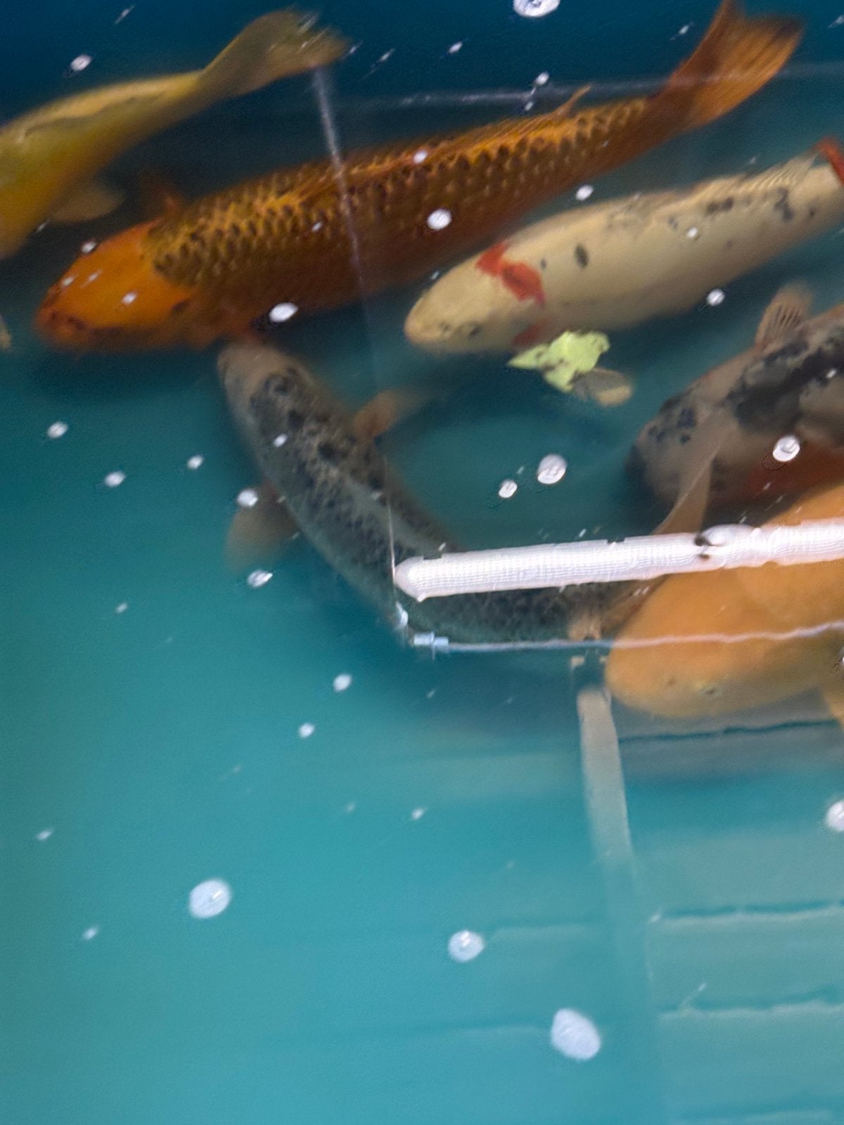 8 koi tot 70 cm, Dieren en Toebehoren