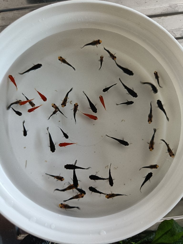 Vissen 'molly' 'platy', Dieren en Toebehoren