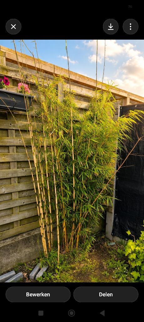 Bamboo, Ophalen, Vaste plant