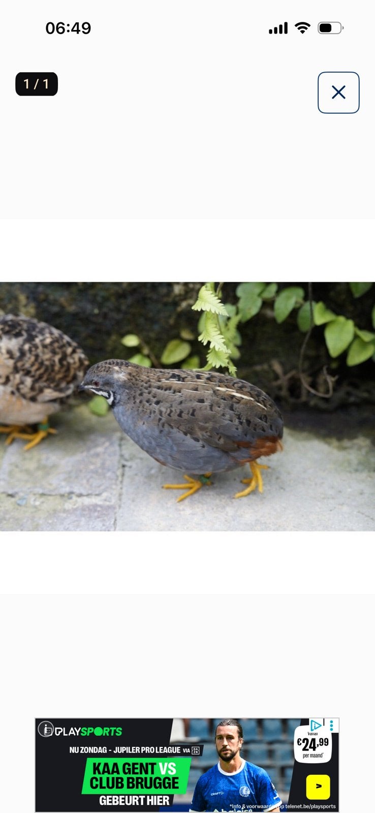 Chinese dwergkwartel, Dieren en Toebehoren, Pluimvee, Mannelijk