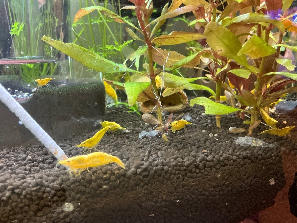 Gele garnalen, Dieren en Toebehoren, Vissen | Aquariumvissen, Kreeft, Krab of Garnaal, Zoetwatervis, Schoolvis