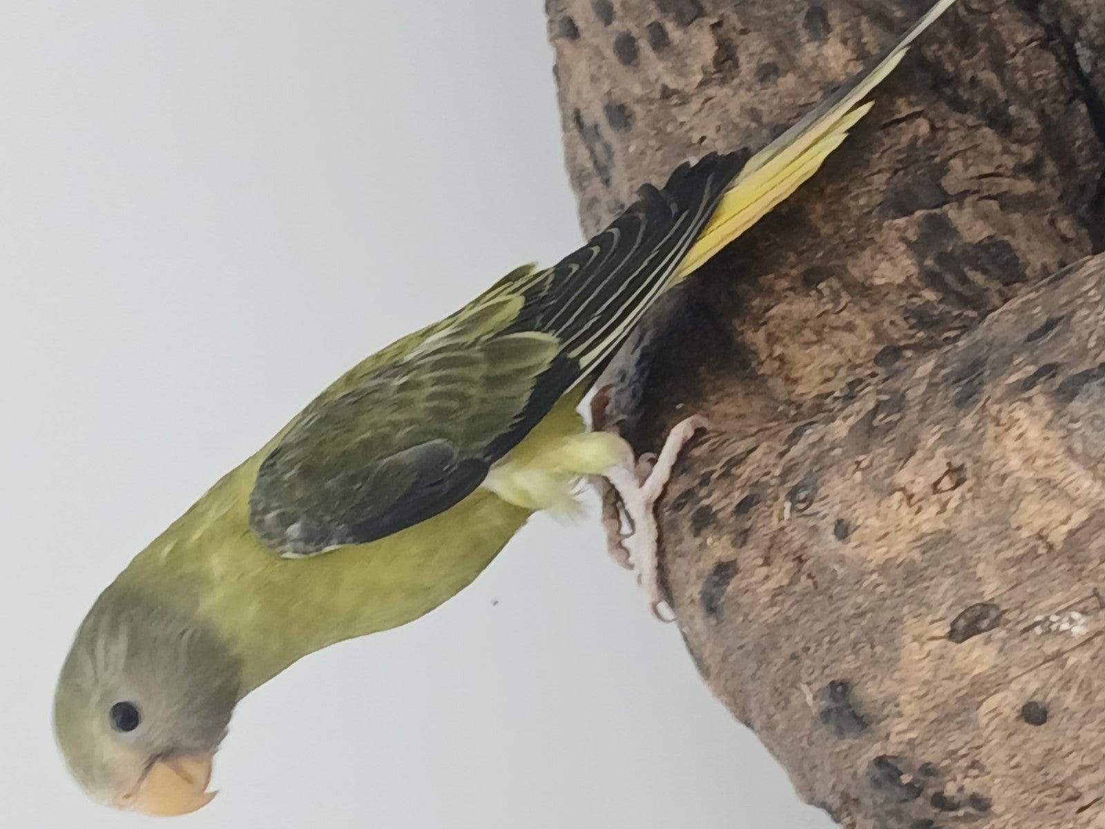 Pruimkop parkieten 2026 2025, Dieren en Toebehoren, Vogels | Parkieten en Papegaaien