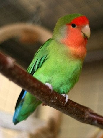 Dwergpapagaaien - LoveBirds, Meerdere dieren, Dwergpapegaai of Agapornis, Geringd