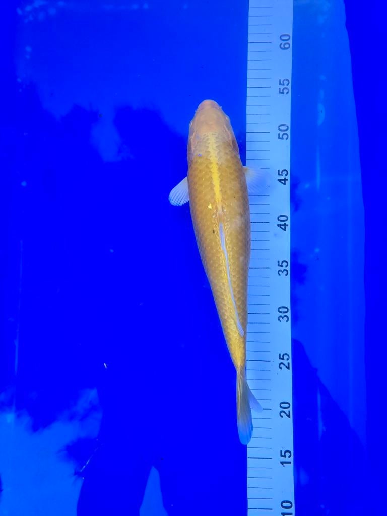 Yamabuki 35-40cm Nisai!, Dieren en Toebehoren