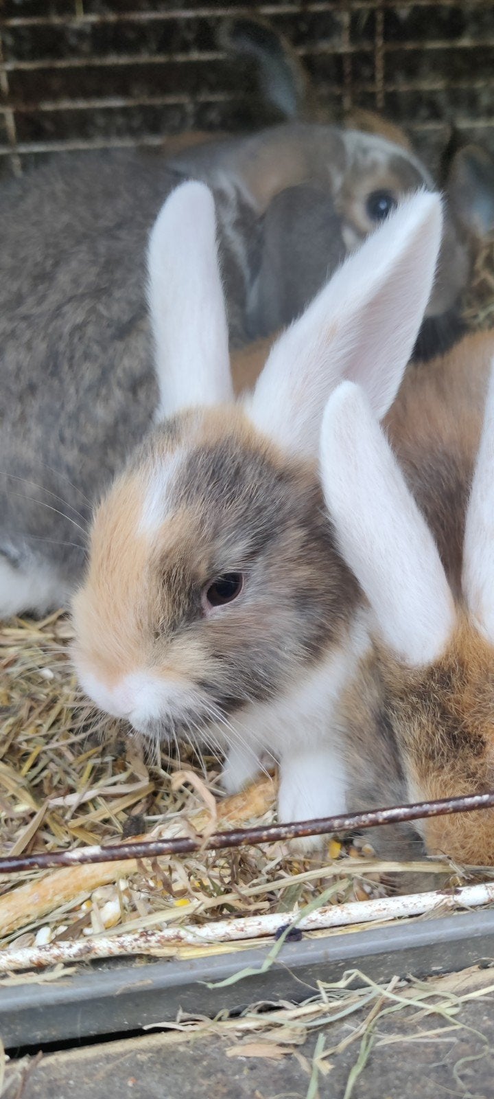 Jonge dwergkonijntjes, Dieren en Toebehoren, Meerdere dieren, Klein, 0 tot 2 jaar