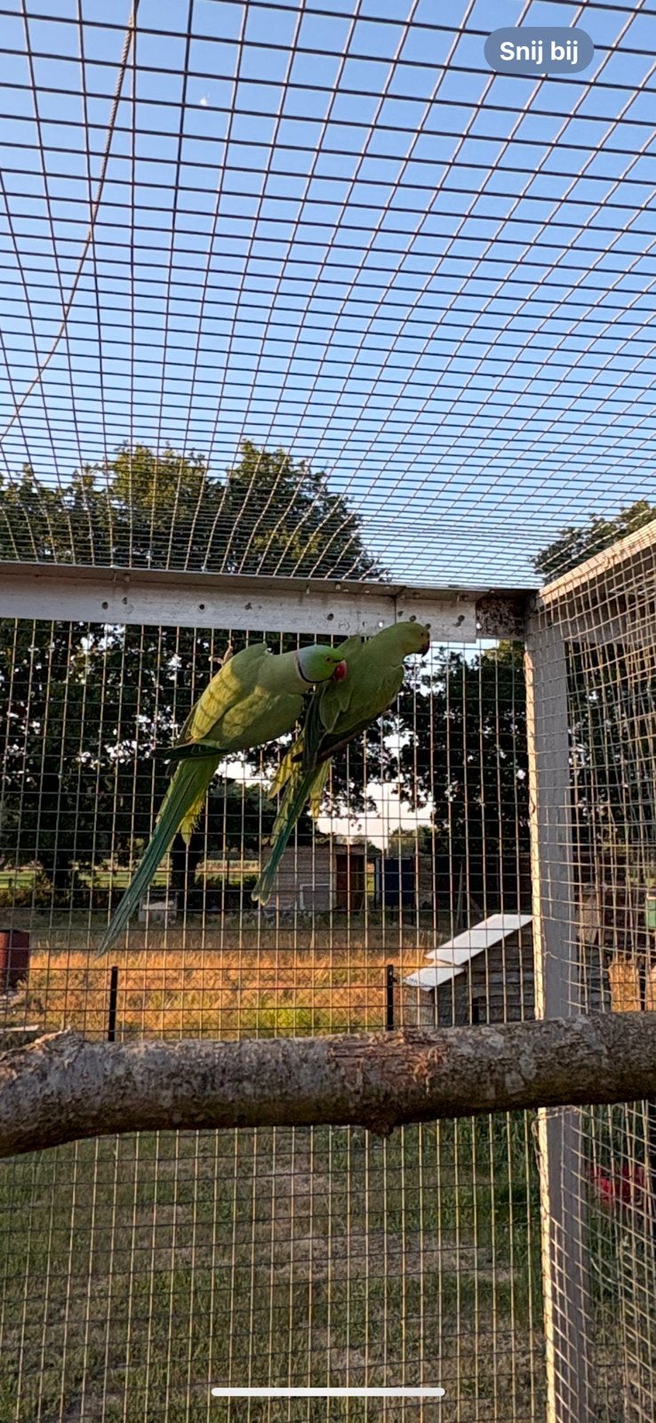 Kweekkoppel groene halsband parkieten, Dieren en Toebehoren, Meerdere dieren, Parkiet