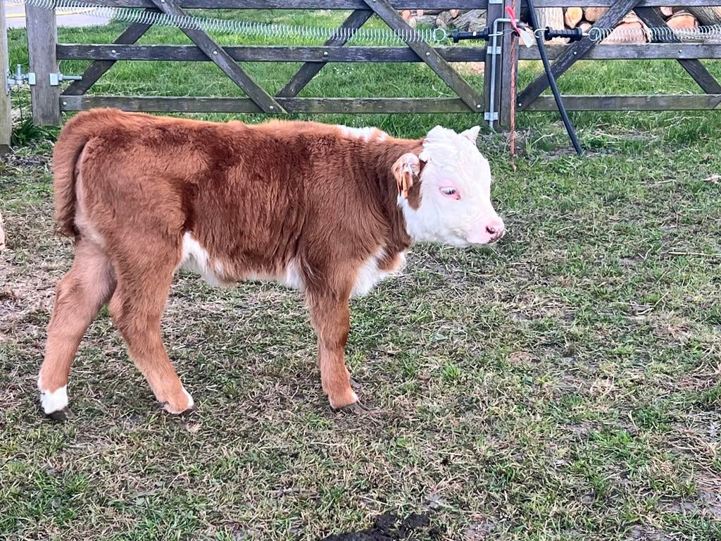 Hereford, Dieren en Toebehoren, Runderen, Meerdere dieren, 0 tot 2 jaar
