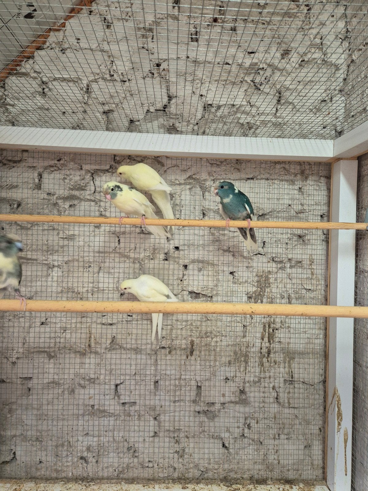 Kakariki, Dieren en Toebehoren