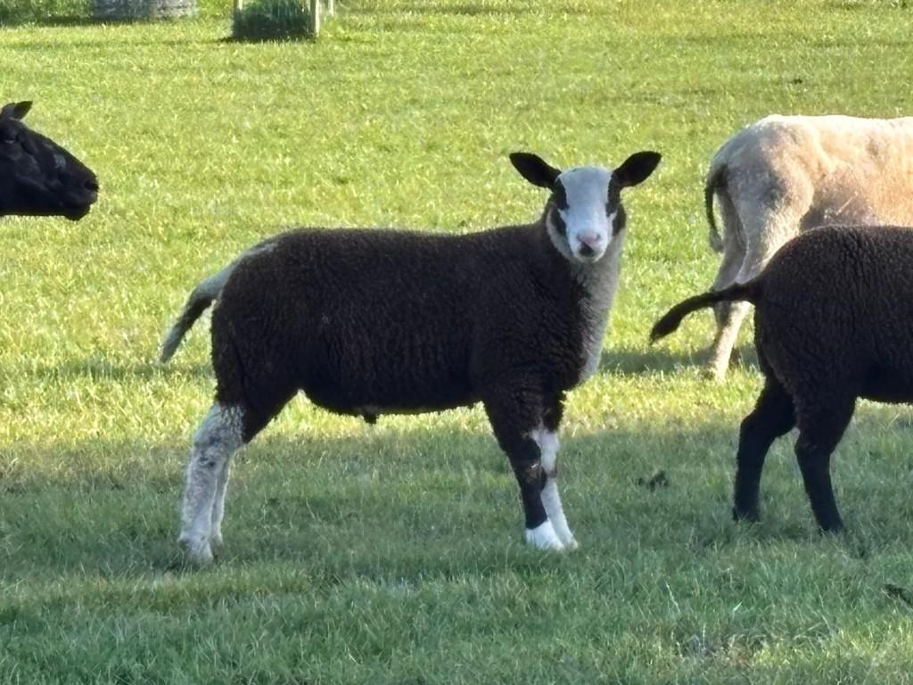 Rammen voor offerfeest