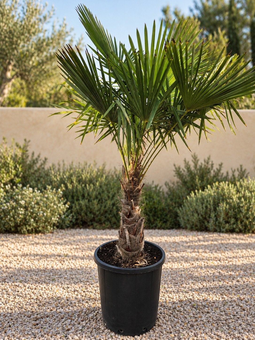 Winterharde palmboom Trachycarpus Fortunei, Jardin & Terrasse, Enlèvement, Palmier