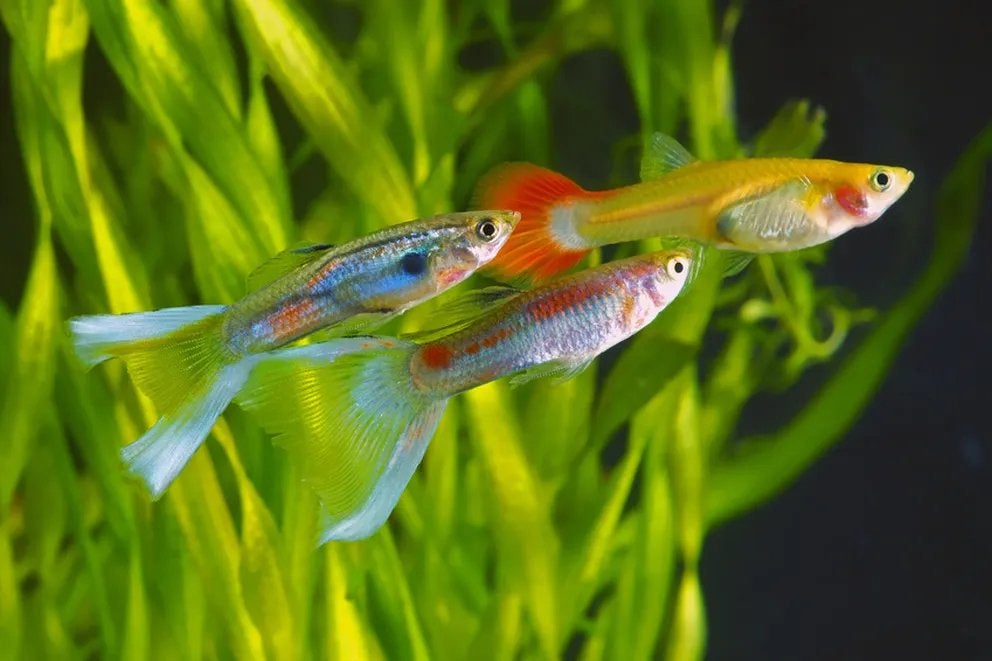 Guppy, Poisson