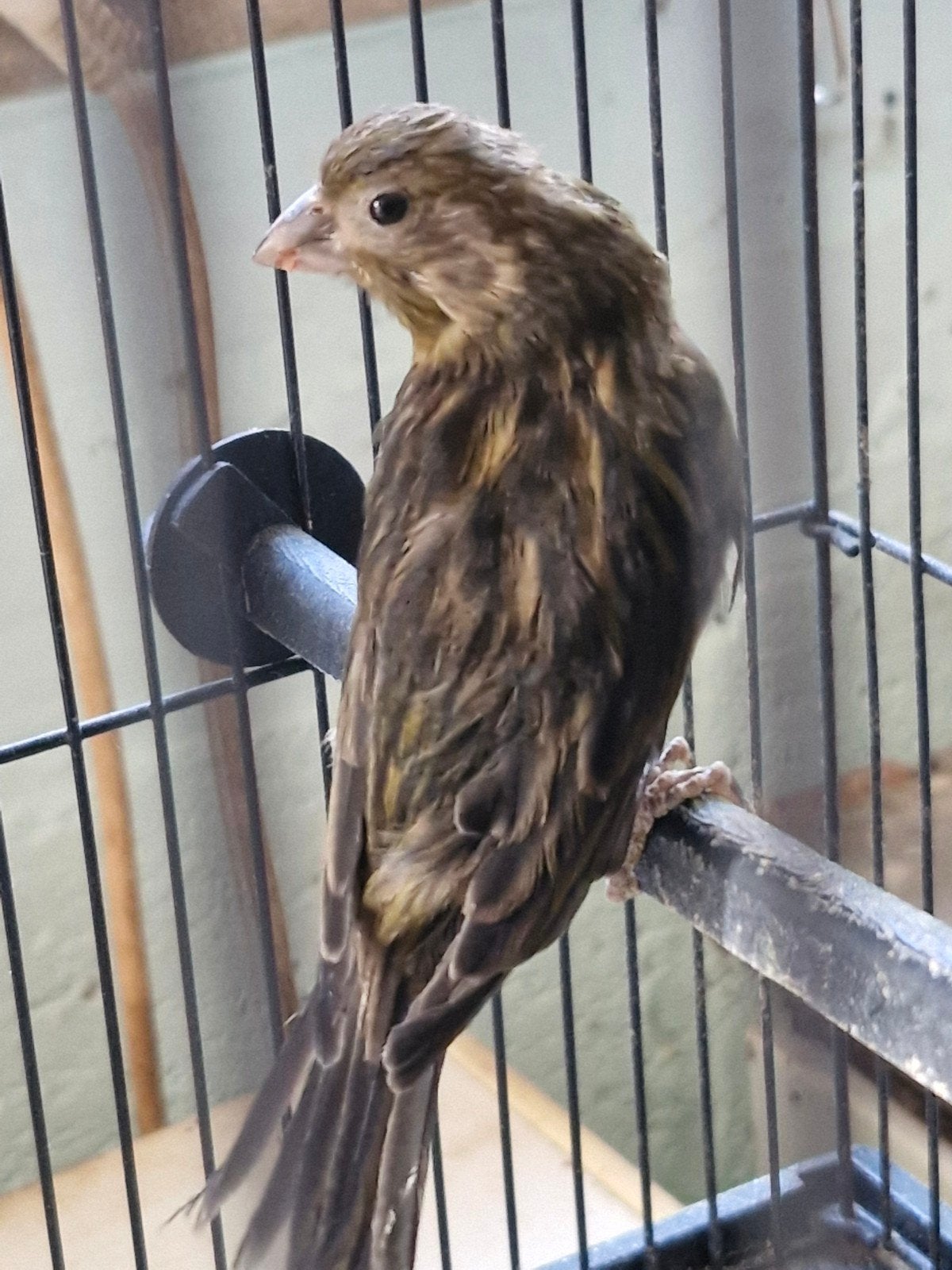 kanarie jong 2026, Dieren en Toebehoren, Vogels | Kanaries, Geslacht onbekend