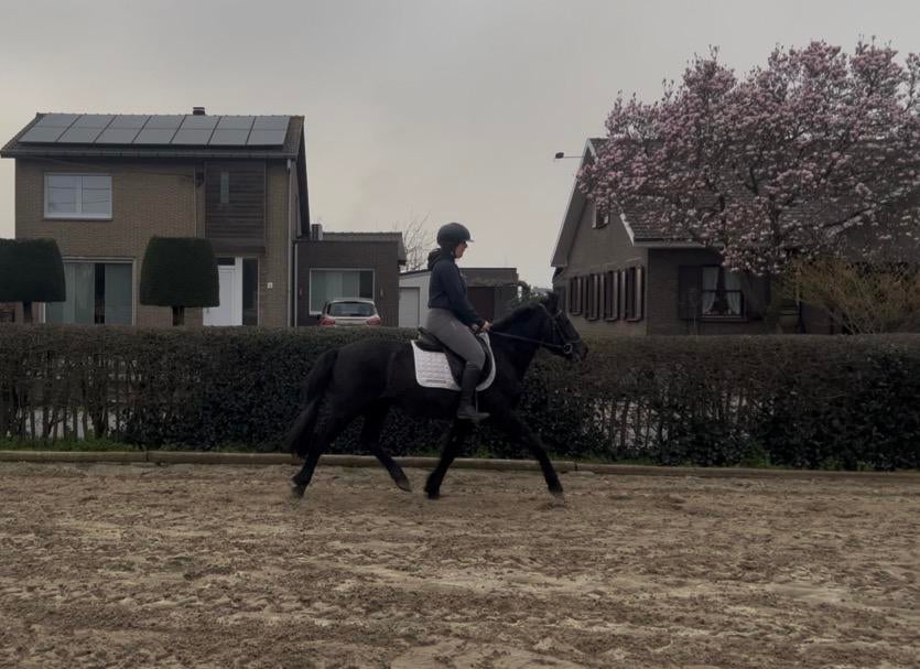 D-pony te koop (143 cm) – 3 jaar, Dieren en Toebehoren, Gechipt, B, Ruin, 3 tot 6 jaar