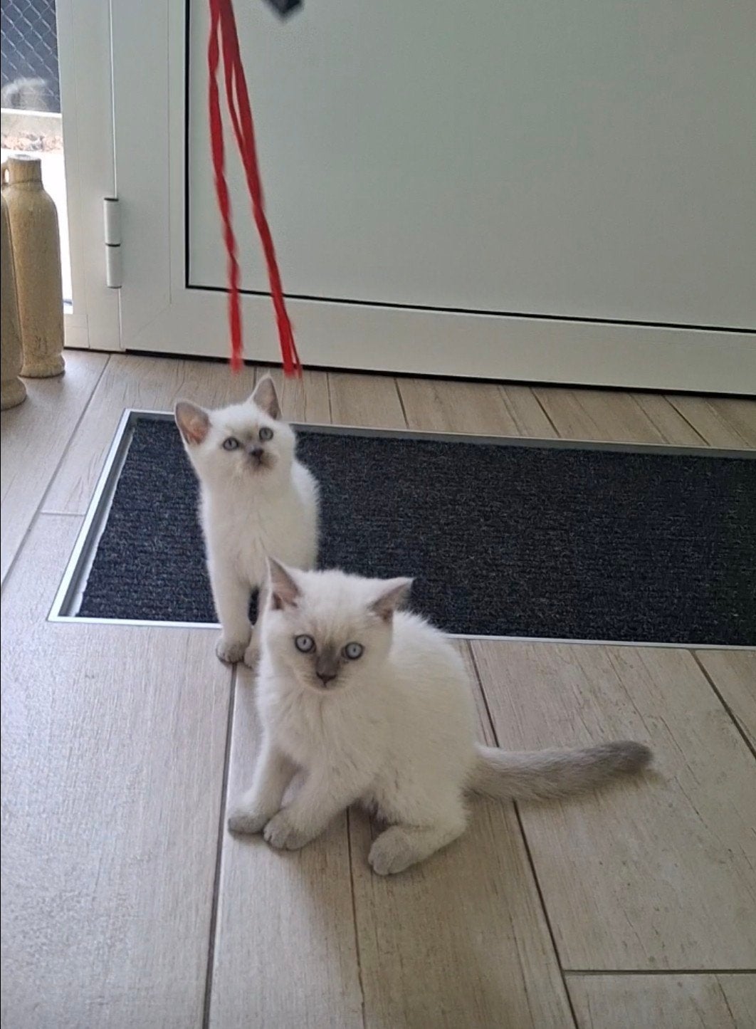 Britse korthaar kitten bluepoint  " nog 1 kitten ", Meerdere dieren, Gechipt, 0 tot 2 jaar