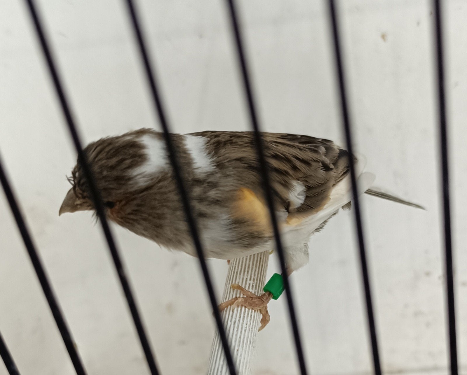 Kanaries, Dieren en Toebehoren