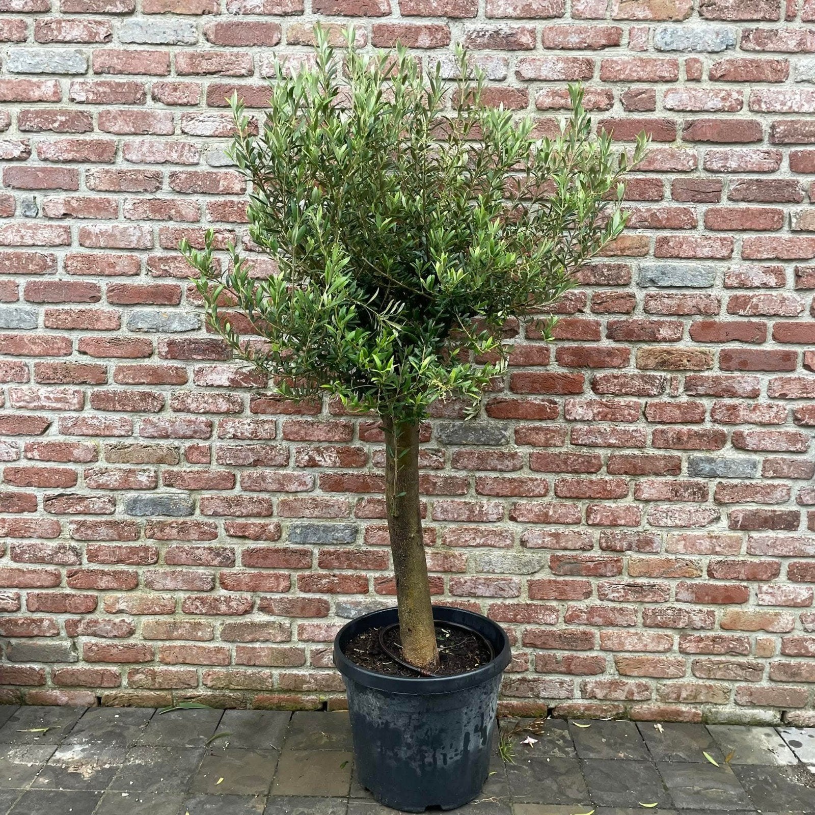 ‼️olijfbomen olea europaea aan onklopbare prijzen‼️, Enlèvement