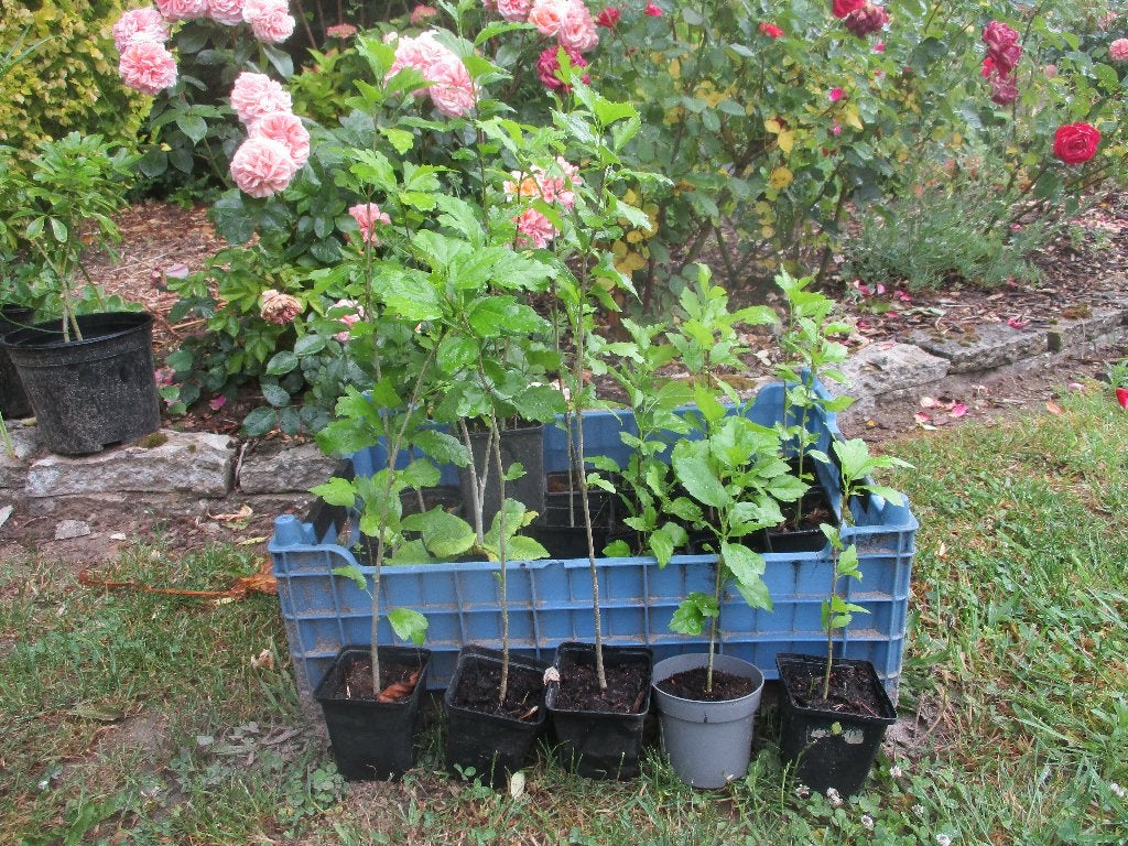 Hibiscus struik / boom / haag, Tuin en Terras, Ophalen, Overige soorten, Haag