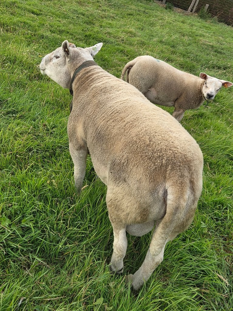 Stamboek dekram Engelse texel tekoop, Plusieurs animaux, Mouton, 3 à 5 ans