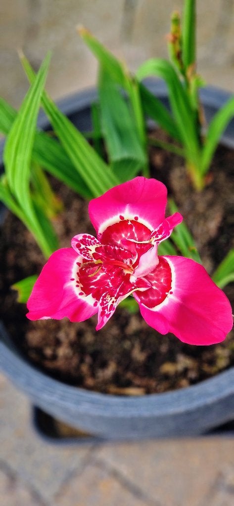 Tijgerbloem (Tigridia) 5€ per pot, Tuin en Terras, Planten | Tuinplanten, Volle zon, Vaste plant, Zomer, Ophalen