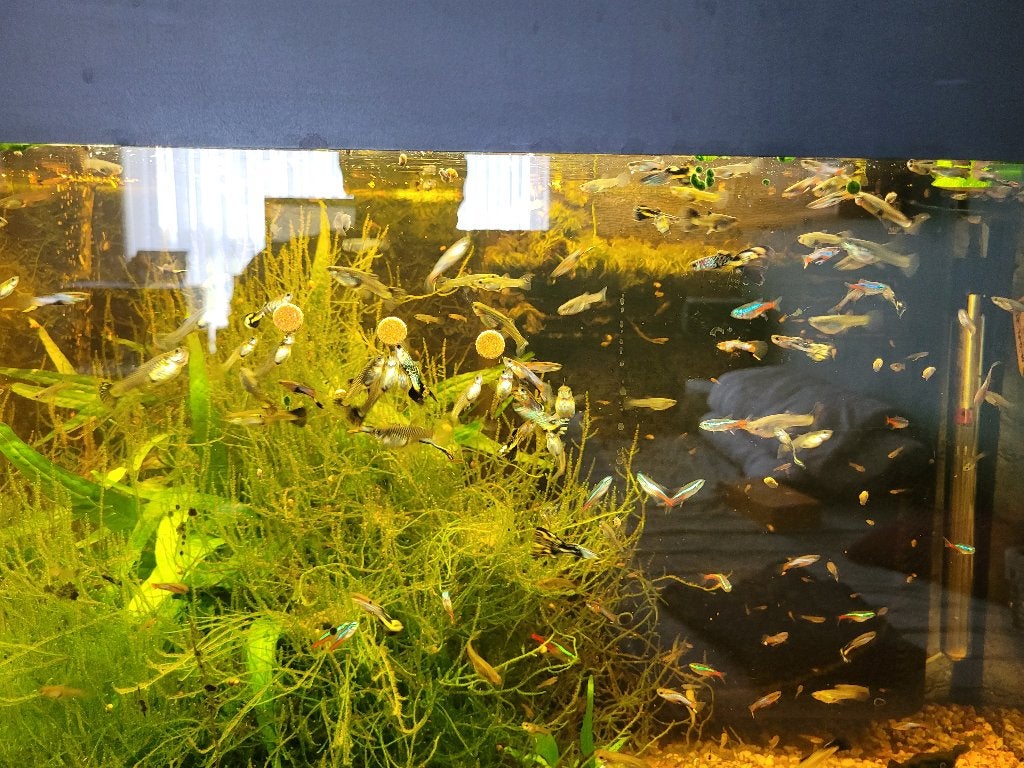 Guppy's