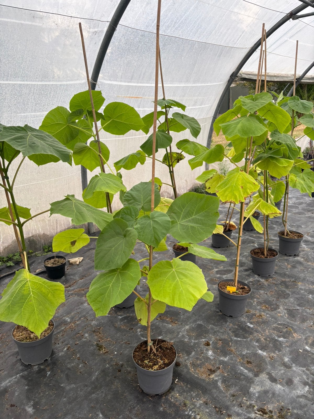 Paulownia tomentosa C5, Jardin & Terrasse, Enlèvement, Plein soleil, En pot, Printemps